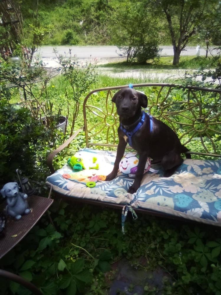 HH : Hero, Adoptable, Young Male Labrador Retriever & Shepherd.