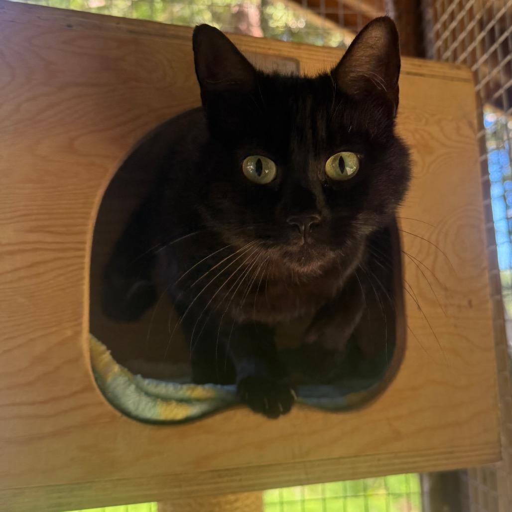 Sally, Adoptable, Young Female Domestic Medium Hair.