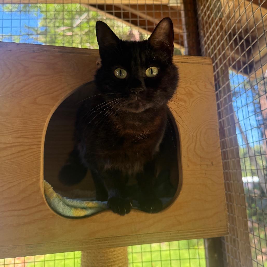 Sally, a Adoptable Domestic Medium Hair in Fort Bragg, CA image 2/2