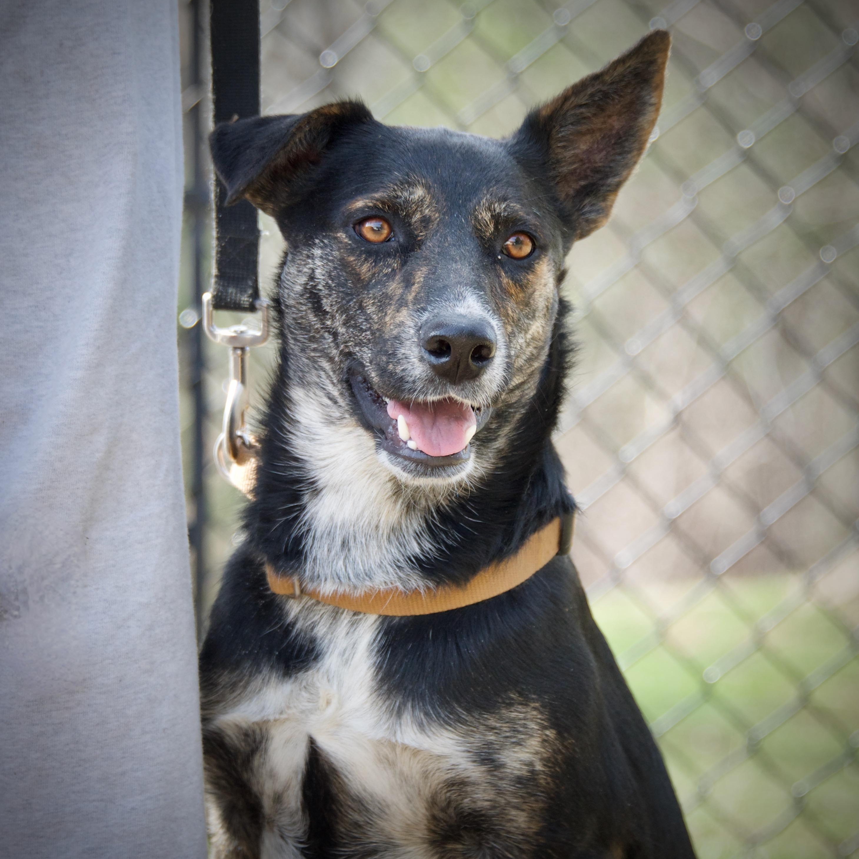Aries *tripawd*, Adoptable, Puppy Female Mixed Breed.