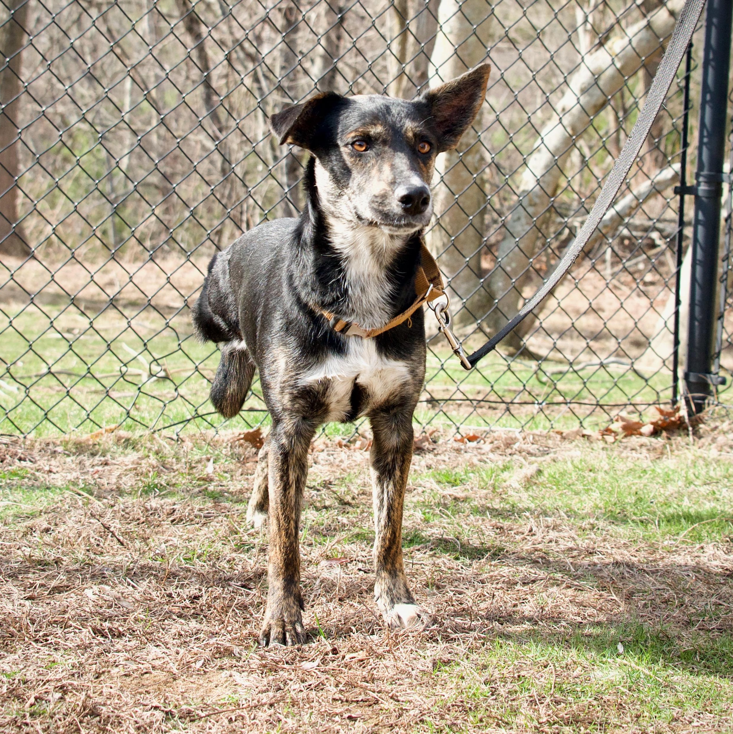 Aries *tripawd*, a Adoptable mixed breed in Hopkinton, MA image 4/5