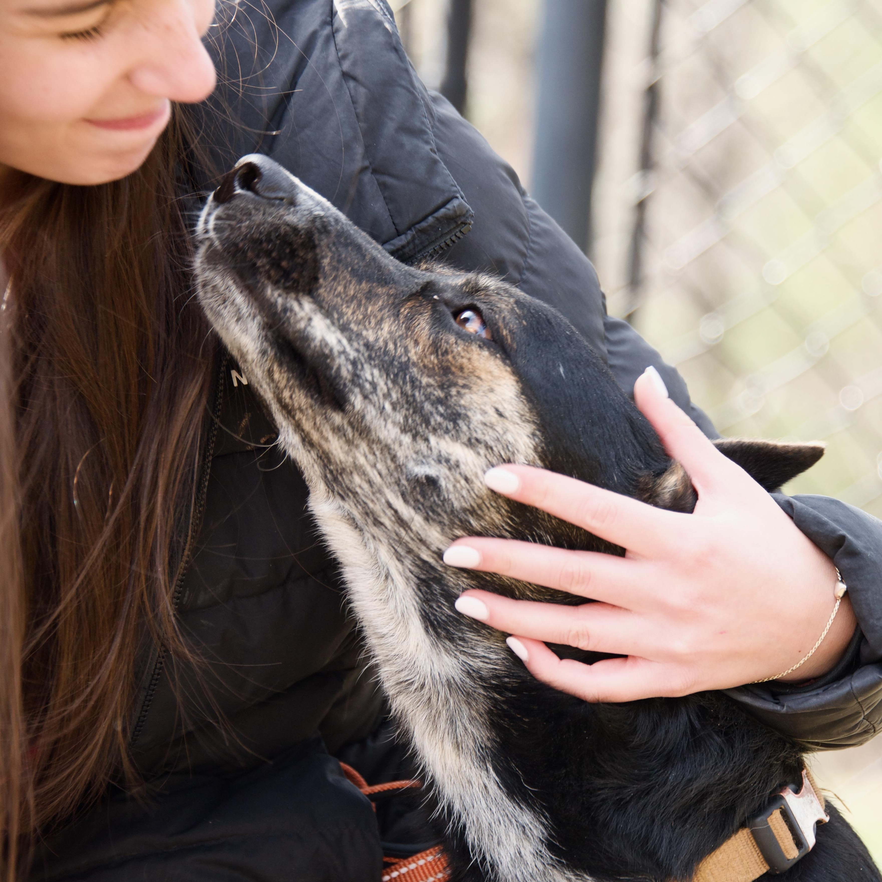 Aries *tripawd*, a Adoptable mixed breed in Hopkinton, MA image 3/5