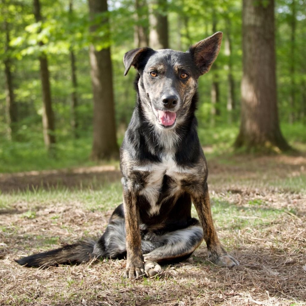 Aries *tripawd*, a Adoptable mixed breed in Hopkinton, MA image 5/5
