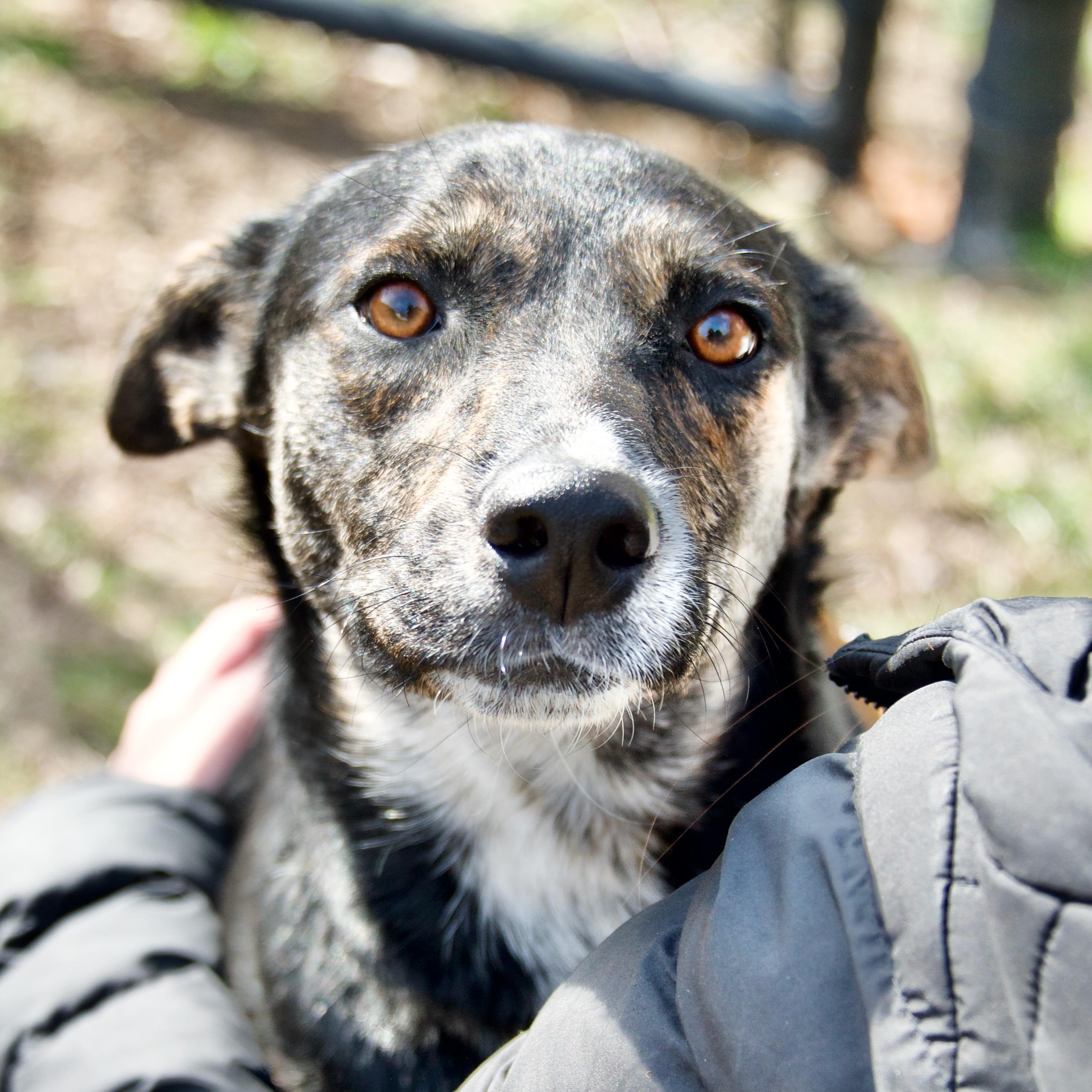 Aries *tripawd*, a Adoptable mixed breed in Hopkinton, MA image 2/5