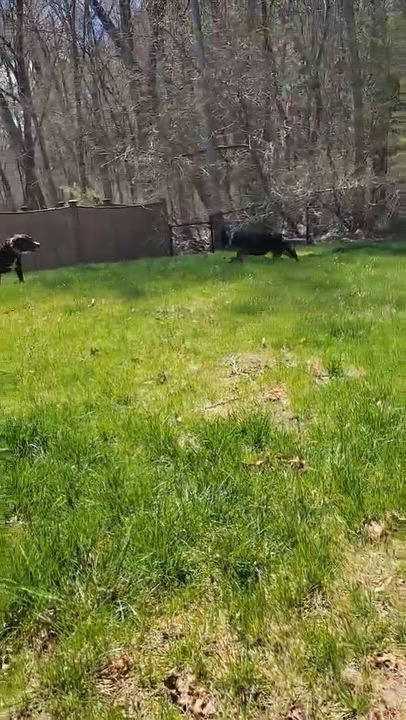 Enlarge Aries *tripawd*, a Adoptable mixed breed in Hopkinton, MA video 6/6