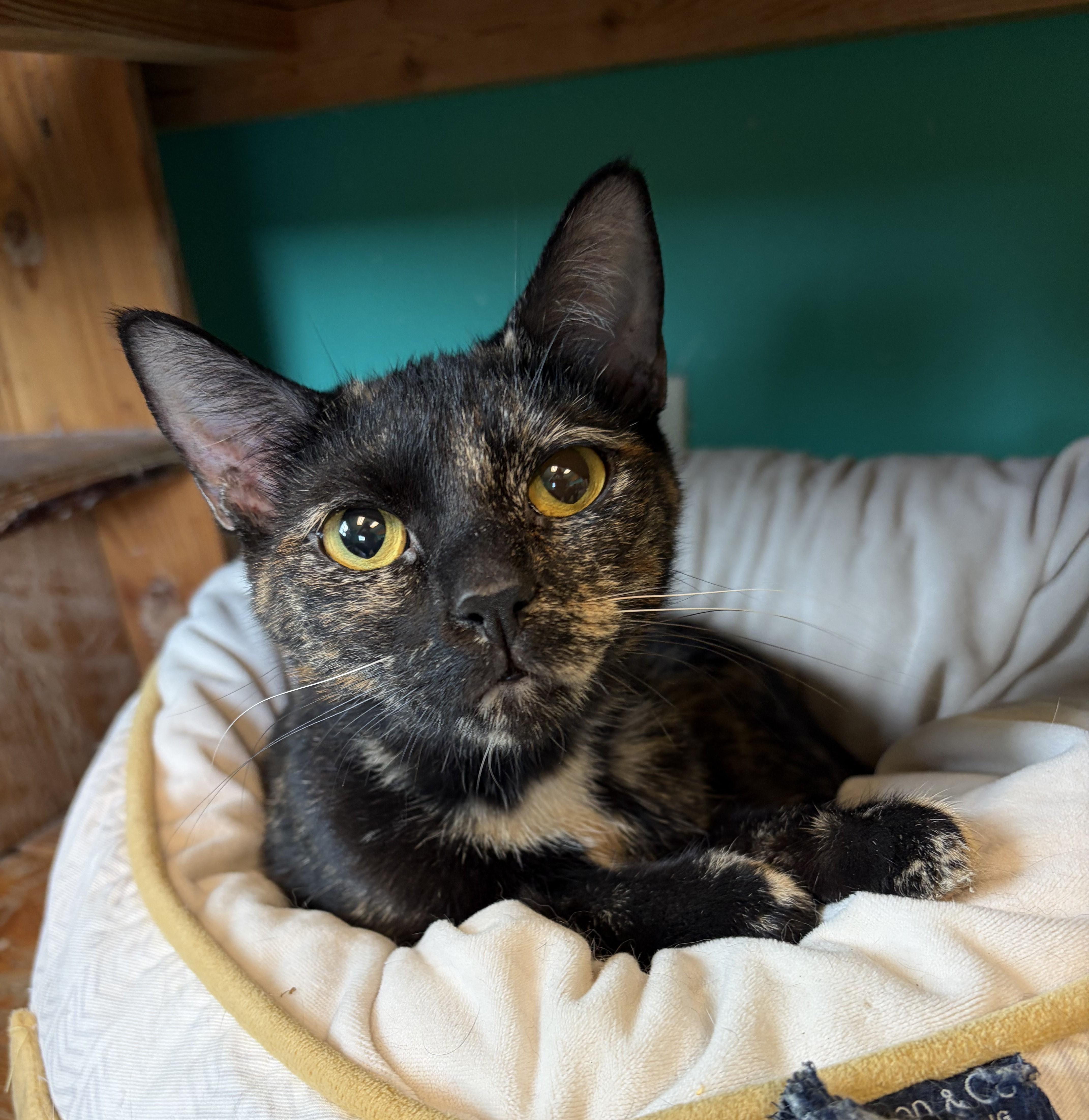 Maggie, adoptable, Adult Female Domestic Short Hair.