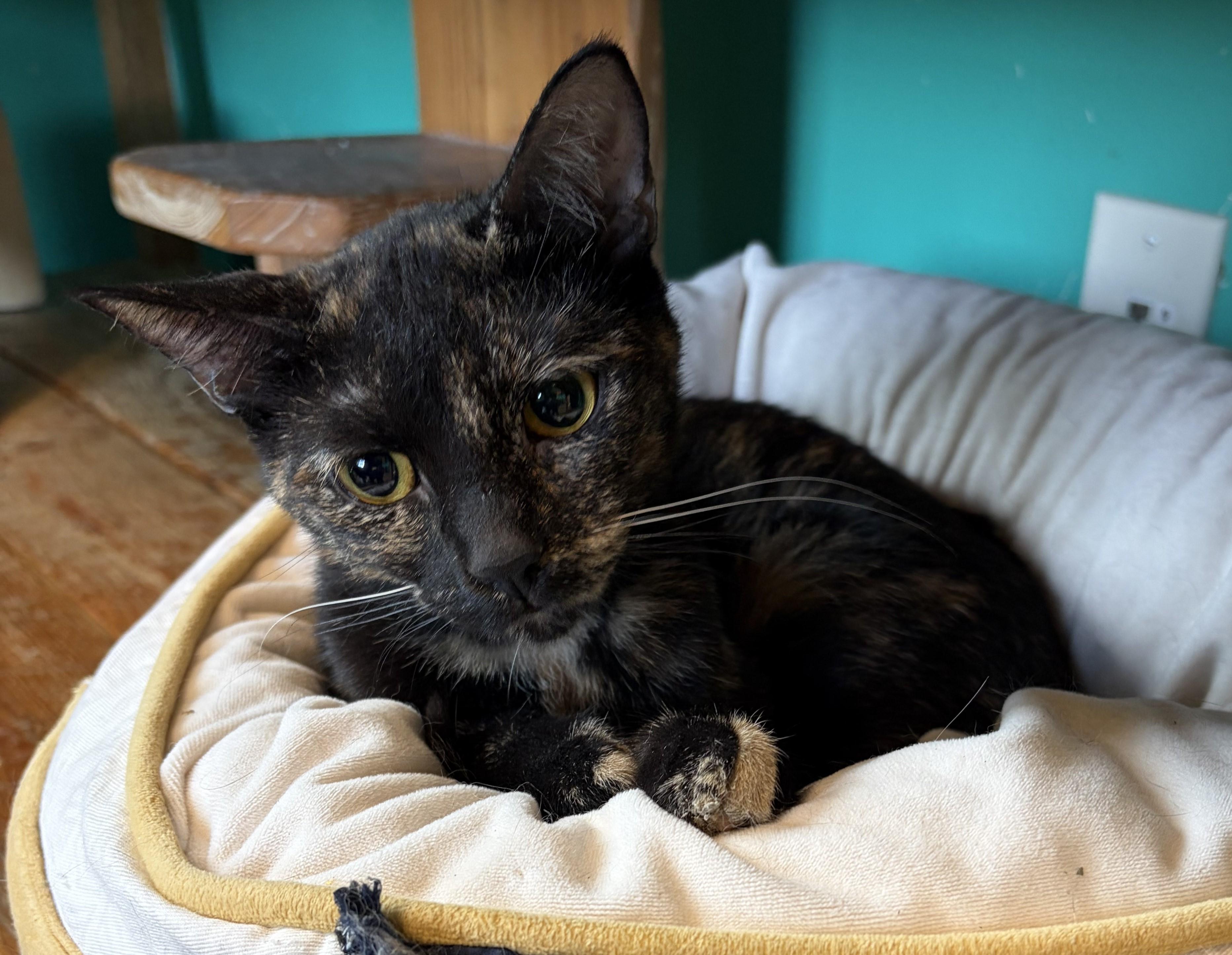 Maggie, an adoptable Domestic Short Hair in Brookings, SD image 2/2