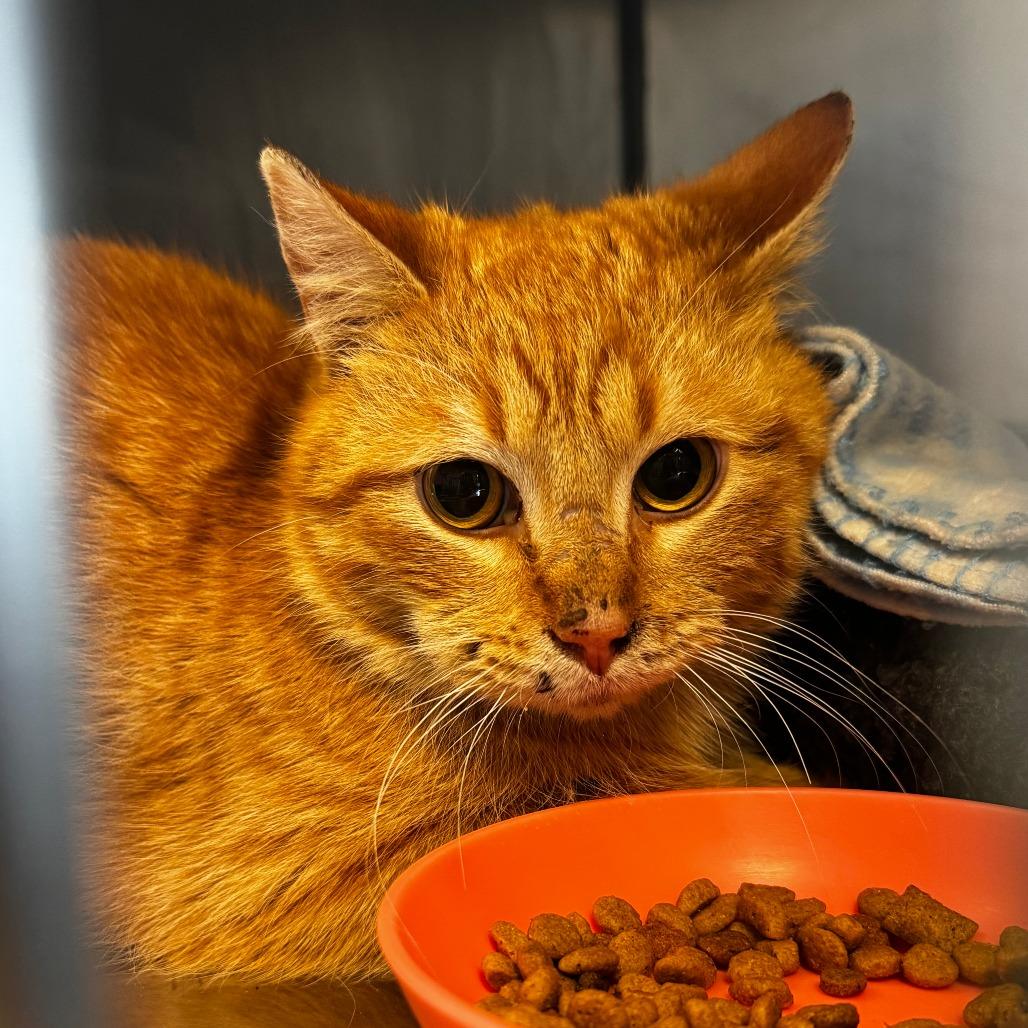 Enlarge Tomato, a Adoptable Domestic Short Hair in South Haven, MI image 2/2