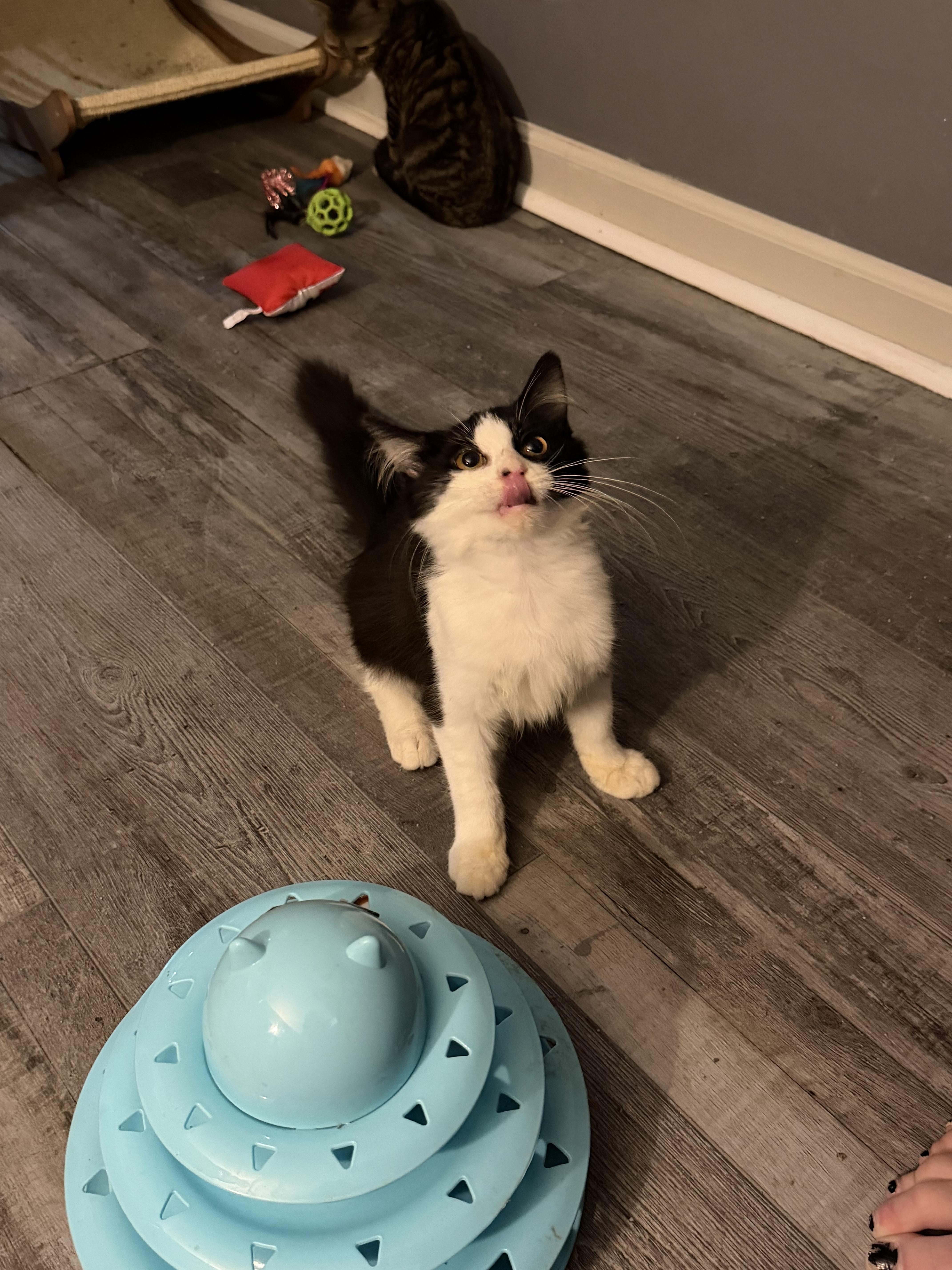 Enlarge Maverick, a Adoptable Domestic Long Hair in Bethel Park, PA image 2/4