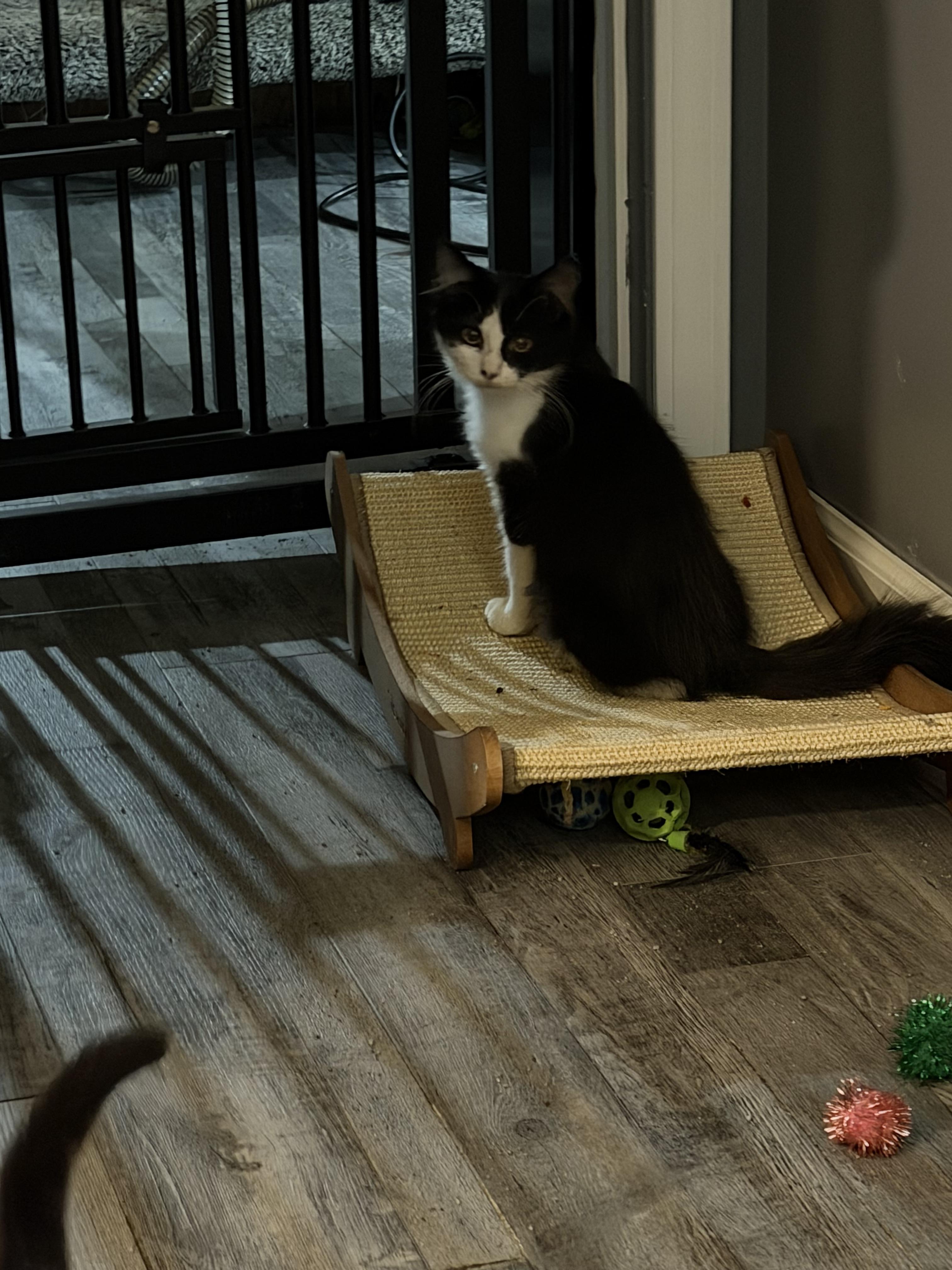 Enlarge Maverick, a Adoptable Domestic Long Hair in Bethel Park, PA image 4/4