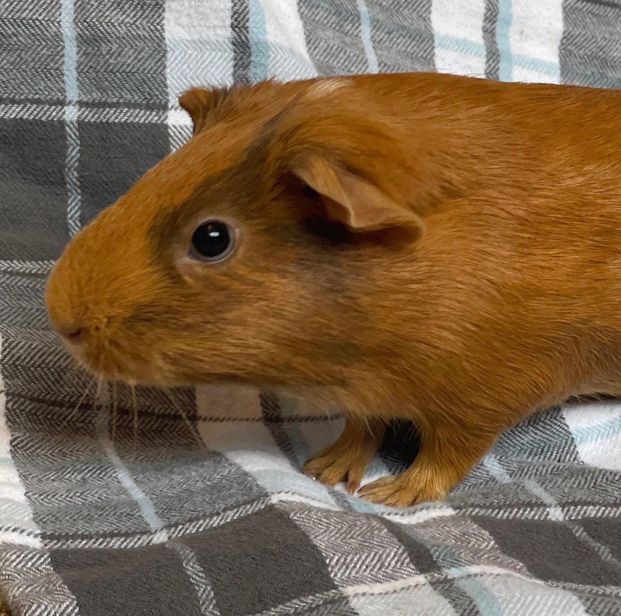 Miss Piggy (F), a Adoptable Guinea Pig in Burlingame, CA image 1/2