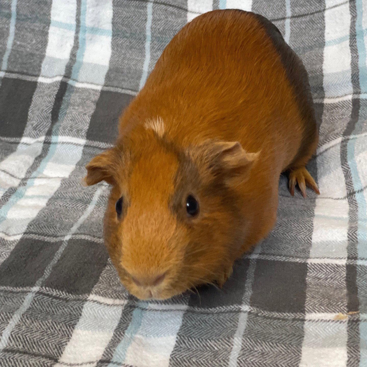 Miss Piggy (F), a Adoptable Guinea Pig in Burlingame, CA image 2/2