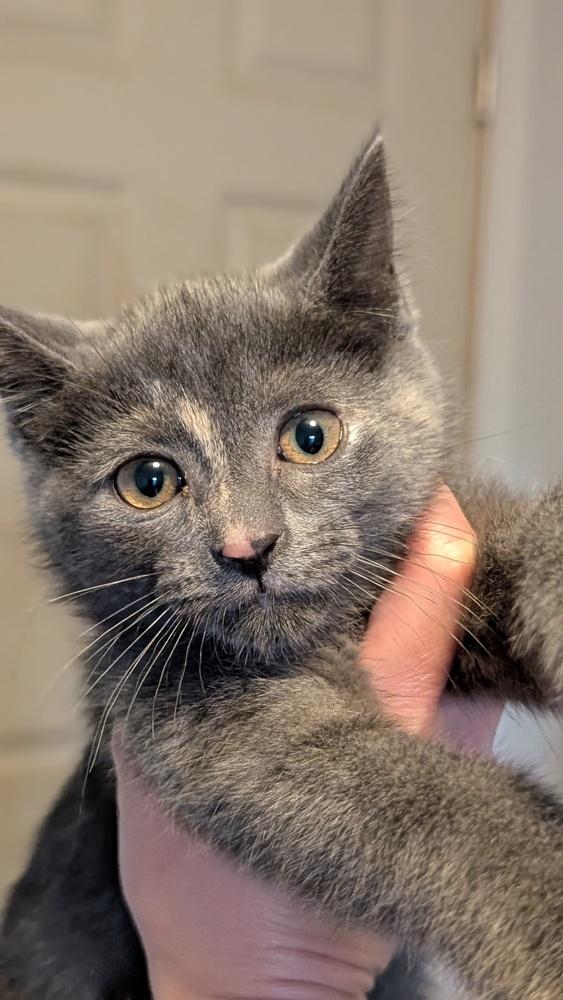 Oreo, Adoptable, Kitten Female Domestic Short Hair.