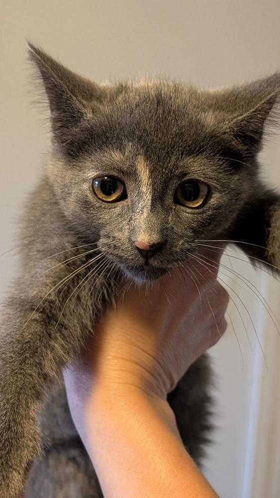 Enlarge Oreo, a Adoptable mixed breed in Plymouth, MI image 2/3