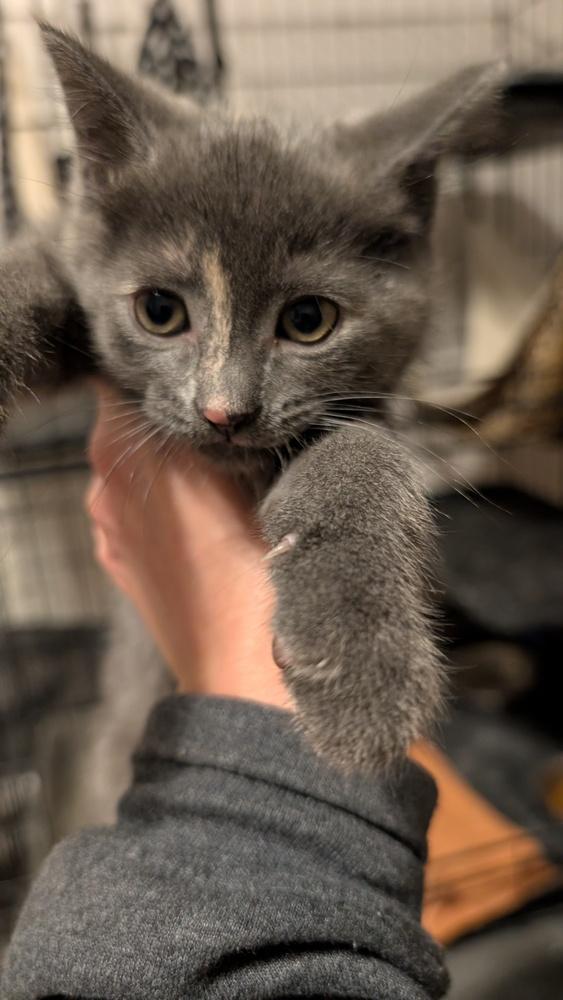 Enlarge Oreo, a Adoptable mixed breed in Plymouth, MI image 3/3