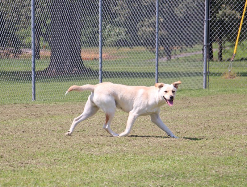 Velie, a Adoptable mixed breed in Savannah, TN image 1/6