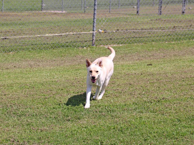 Velie, a Adoptable mixed breed in Savannah, TN image 3/6