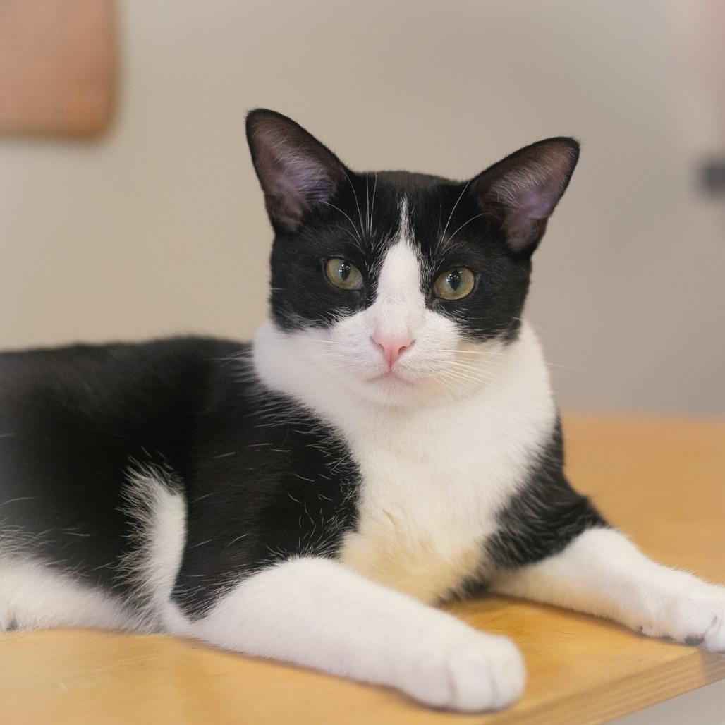Napoli, Adoptable, Adult Male Domestic Short Hair.