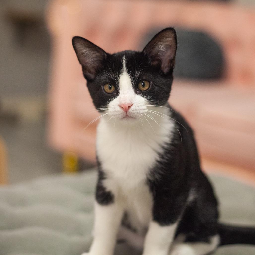 Napoli, a Adoptable Domestic Short Hair in Ponte Vedra, FL image 3/3