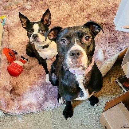 Enlarge Cassidy, a Adoptable Mixed Breed in Cincinnati, OH image 1/3