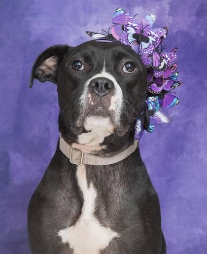 Enlarge Cassidy, a Adoptable Mixed Breed in Cincinnati, OH image 2/3