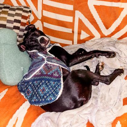 Enlarge Cassidy, a Adoptable Mixed Breed in Cincinnati, OH image 3/3