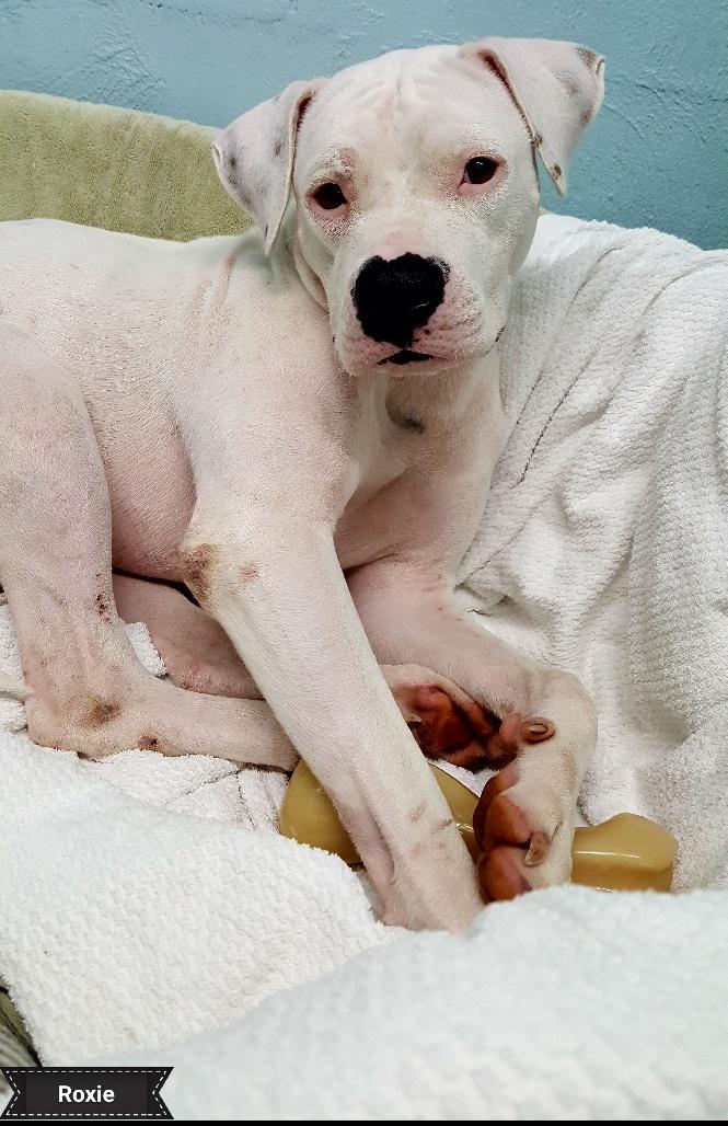 Roxie, an adoptable American Bulldog Mix in Key Largo, FL_image-1
