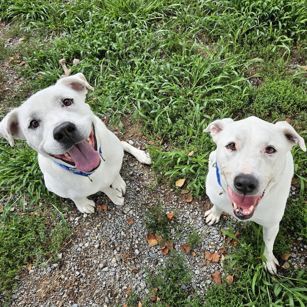 Boo, a Adoptable Pit Bull Terrier in Concord, NH image 1/4