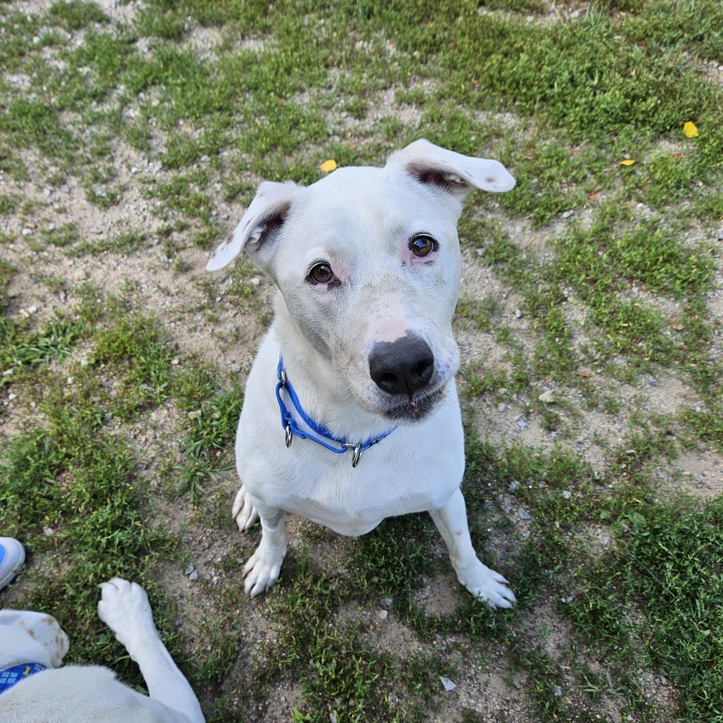 Boo, Adoptable, Senior Male Pit Bull Terrier.