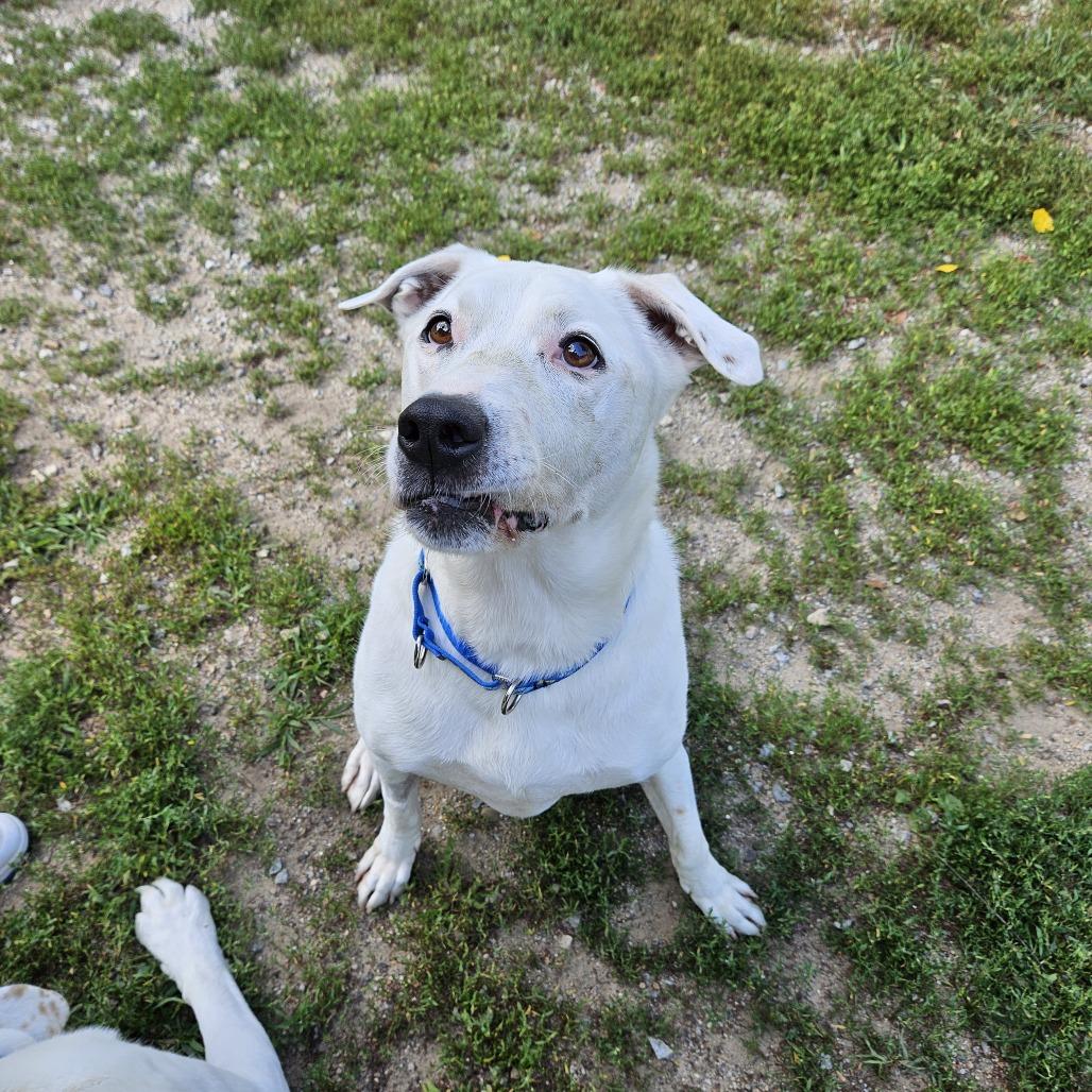 Boo, a Adoptable Pit Bull Terrier in Concord, NH image 2/3