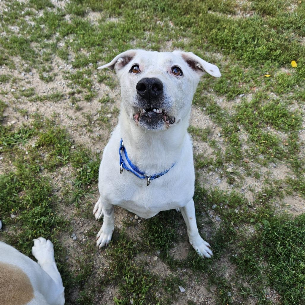 Boo, a Adoptable Pit Bull Terrier in Concord, NH image 3/3