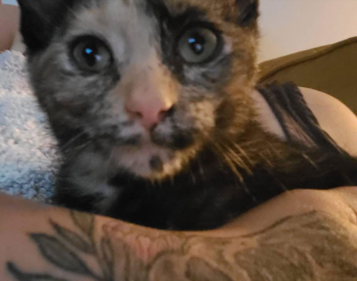 Tiki, a Adopted Domestic Short Hair in Detroit Lakes, MN image 1/3