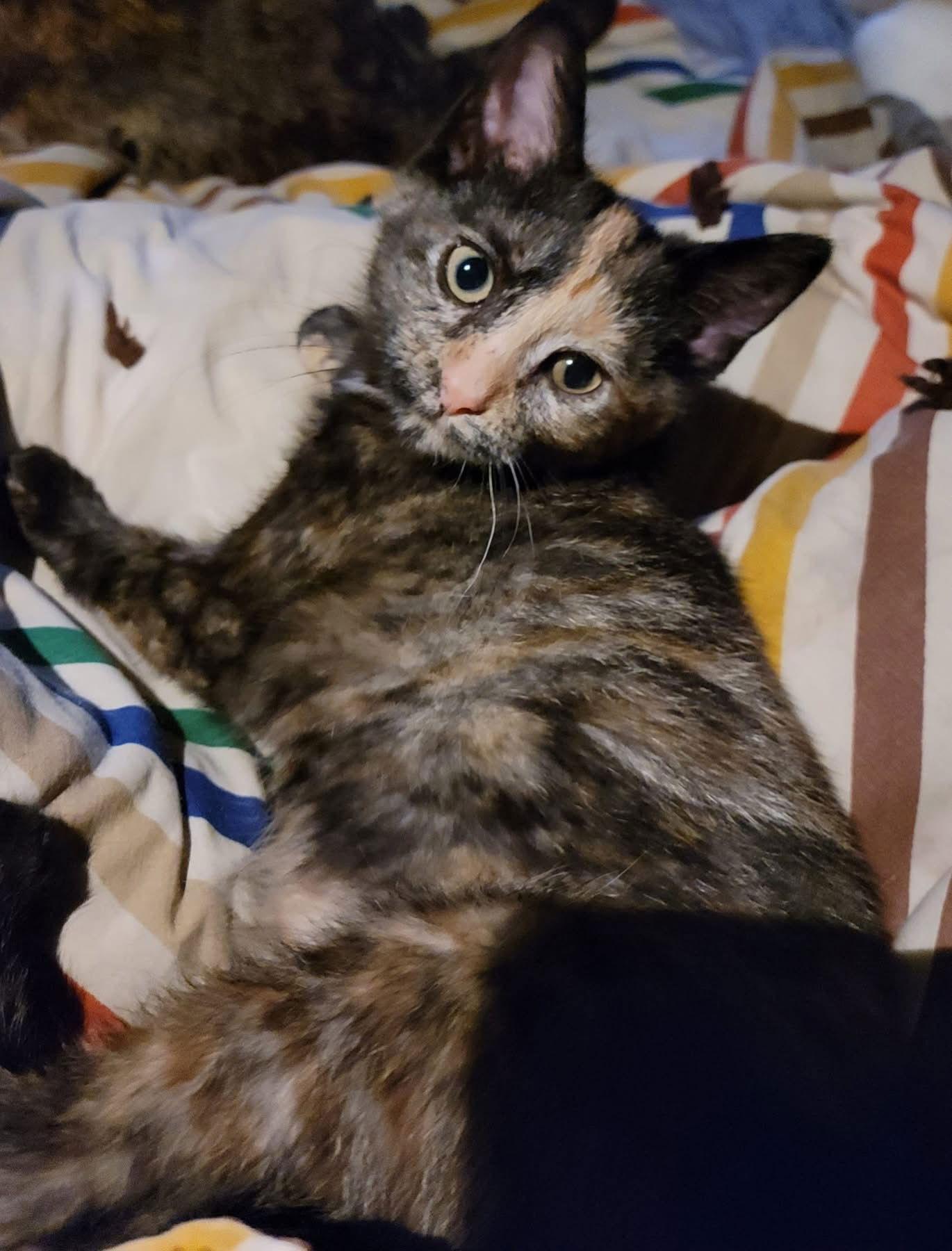 Tiki, a Adopted Domestic Short Hair in Detroit Lakes, MN image 2/3