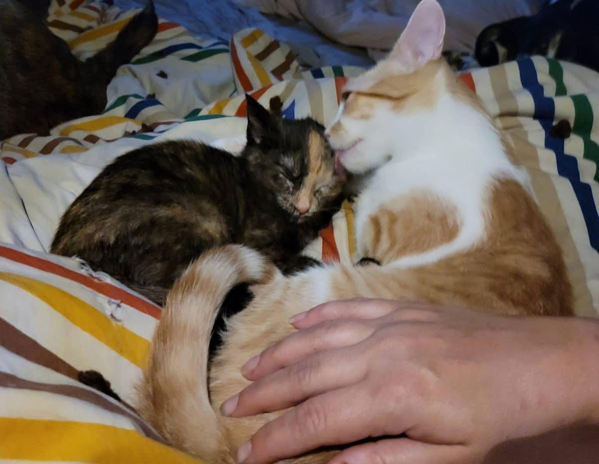 Tiki, a Adopted Domestic Short Hair in Detroit Lakes, MN image 3/3