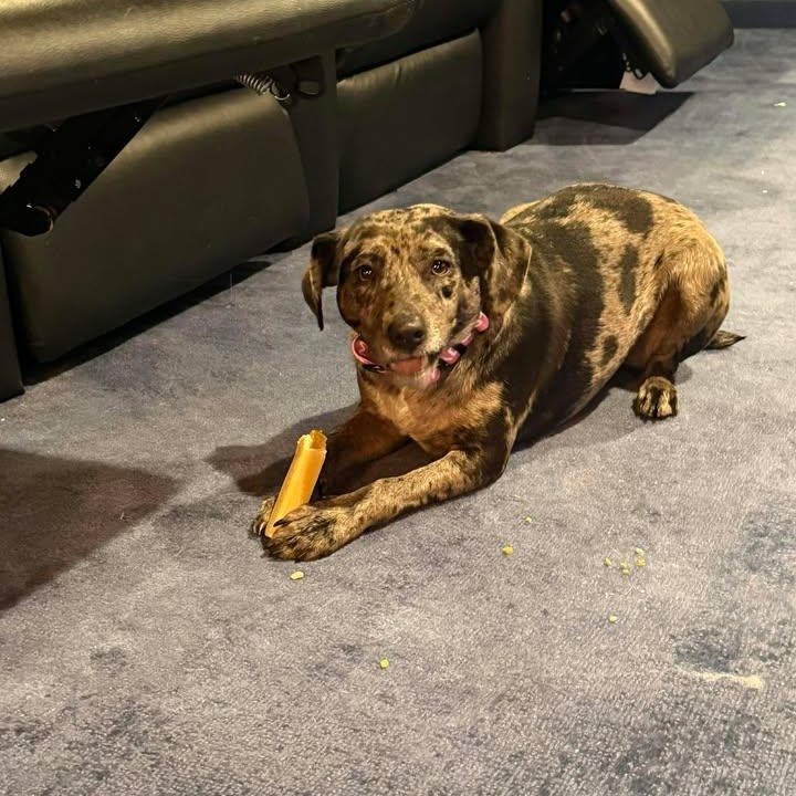 Enlarge Taylor, a ADOPTABLE Catahoula Leopard Dog in Sunderland, MD image 4/4