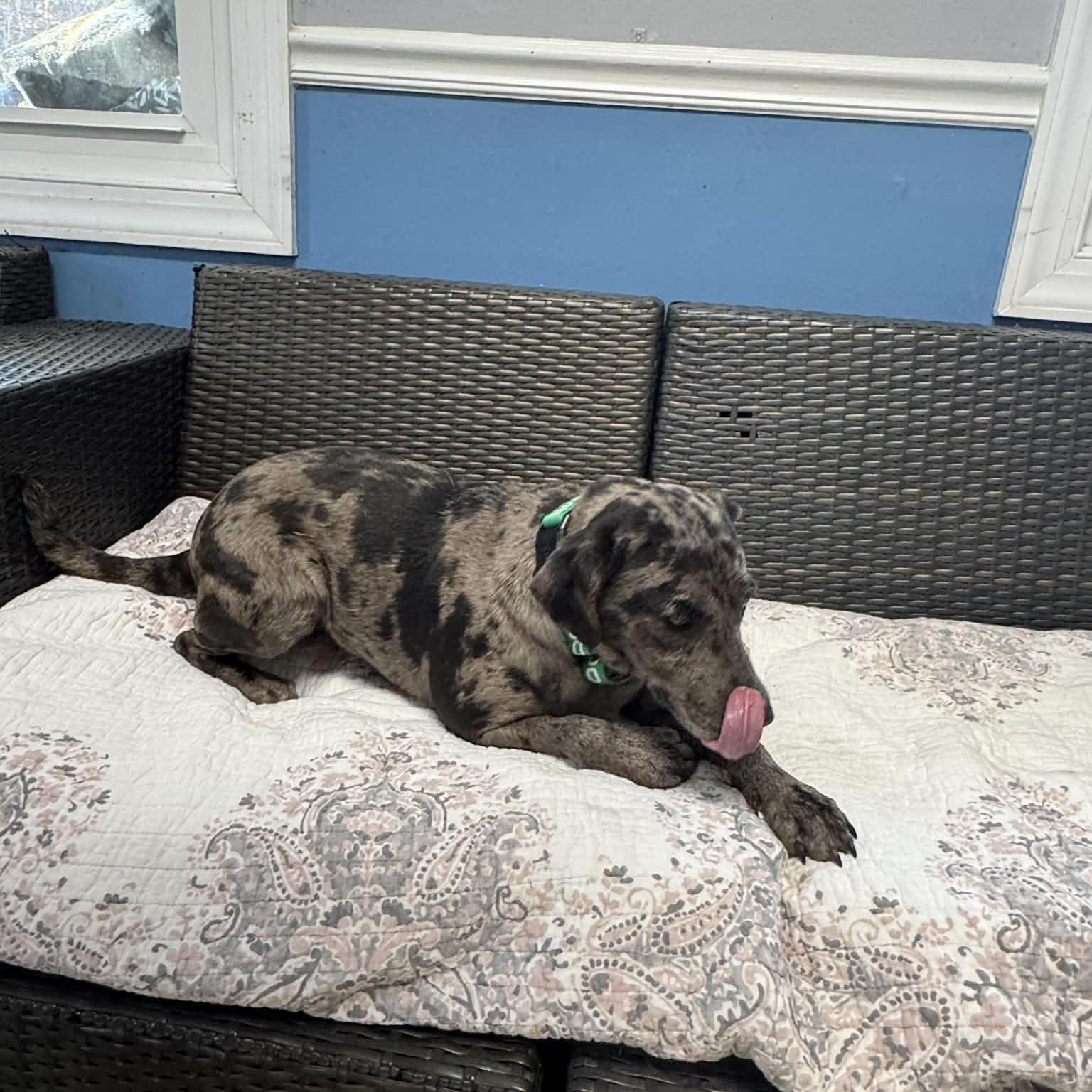 Enlarge Taylor, a ADOPTABLE Catahoula Leopard Dog in Sunderland, MD image 2/4