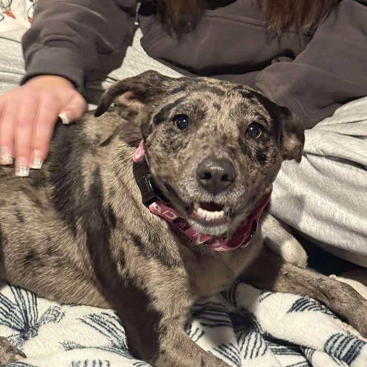 Enlarge Taylor, a ADOPTABLE Catahoula Leopard Dog in Sunderland, MD image 1/4