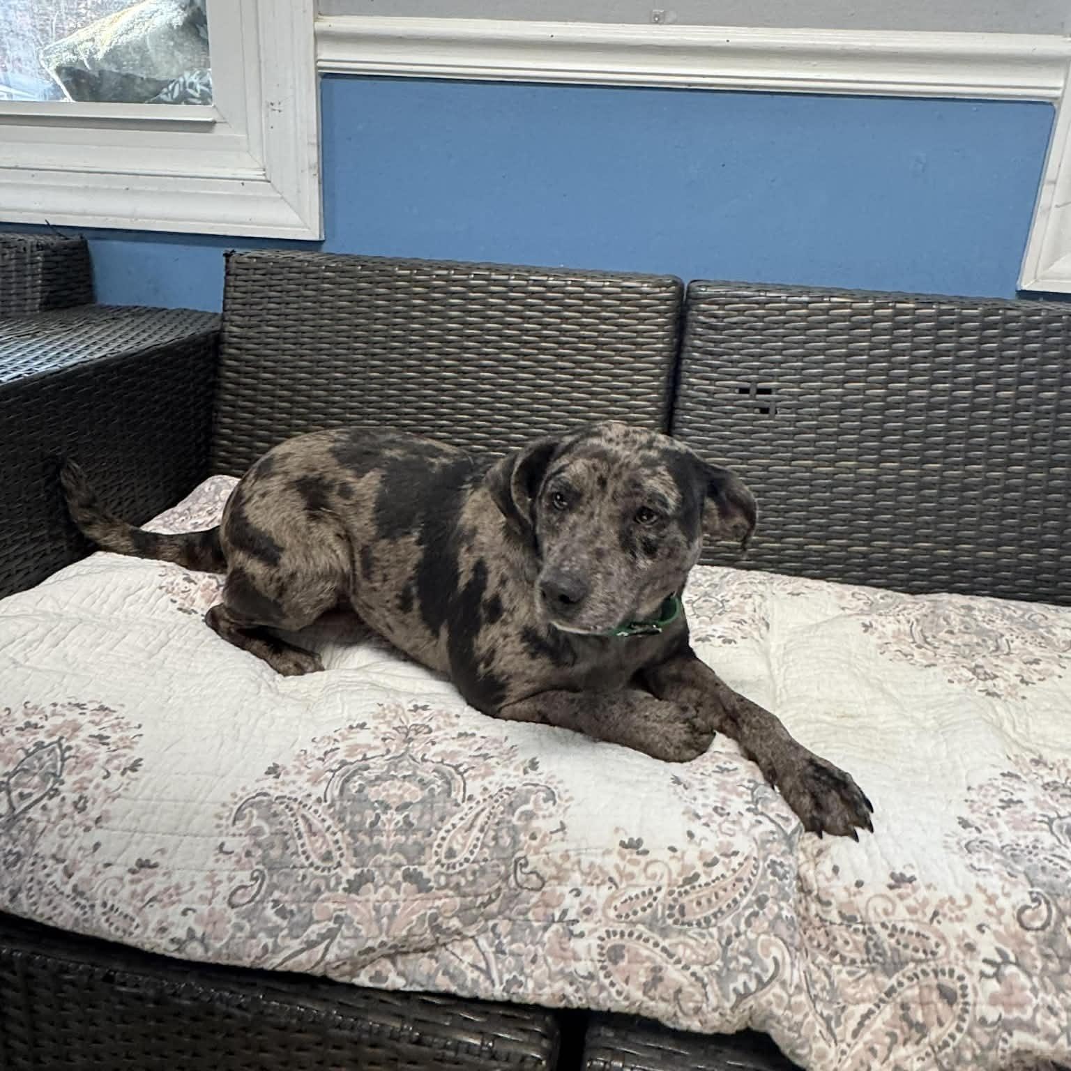 Enlarge Taylor, a ADOPTABLE Catahoula Leopard Dog in Sunderland, MD image 3/4