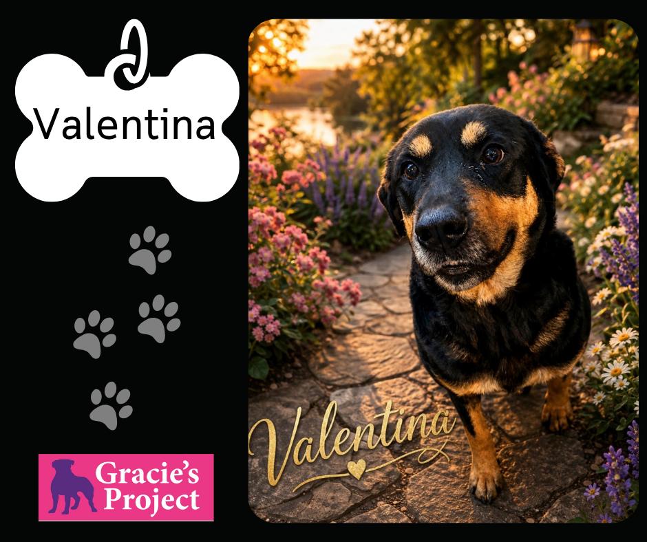 Enlarge Valentina, an adopted Rottweiler in Canyon, TX image 1/1