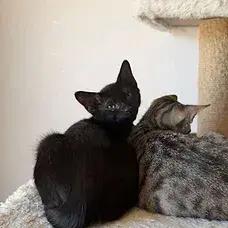 Enlarge Huntrix, a Adoptable Domestic Short Hair in Albuquerque, NM image 3/3