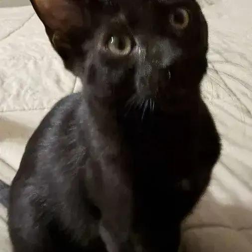 Huntrix, Adoptable, Kitten Male Domestic Short Hair.