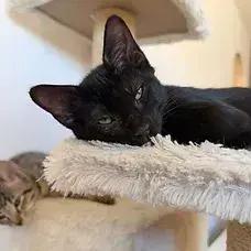 Enlarge Huntrix, a Adoptable Domestic Short Hair in Albuquerque, NM image 2/3