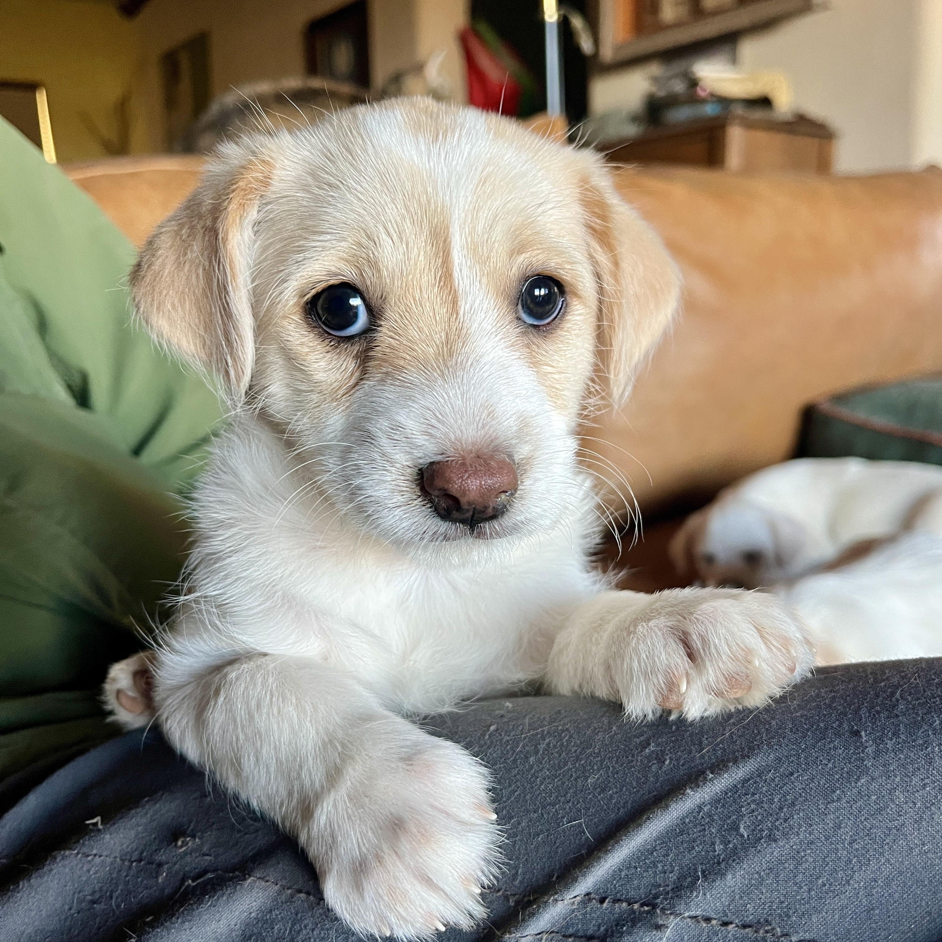 Slider, ADOPTABLE, Puppy Female Terrier.