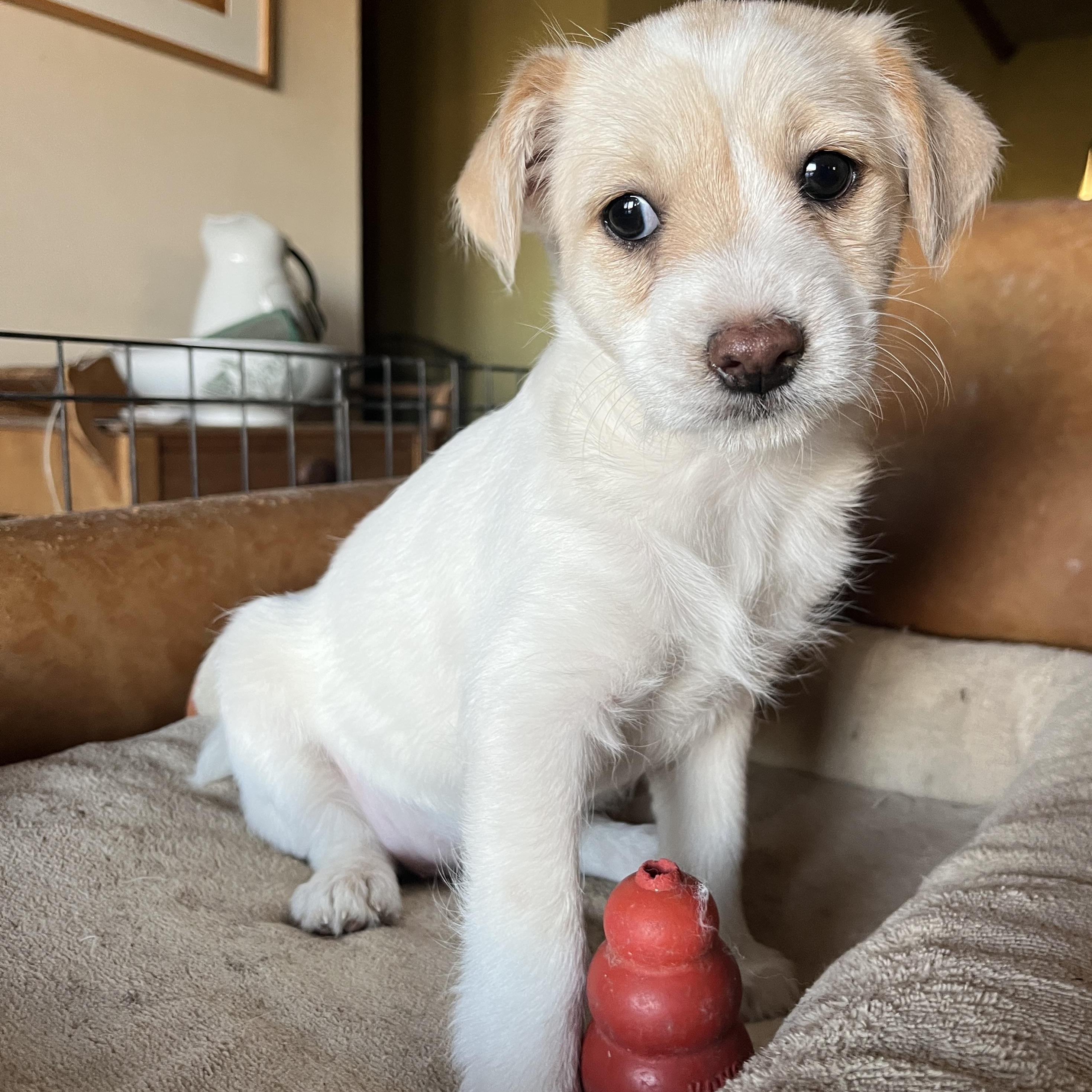Enlarge Slider, a ADOPTABLE mixed breed in Marfa, TX image 3/4