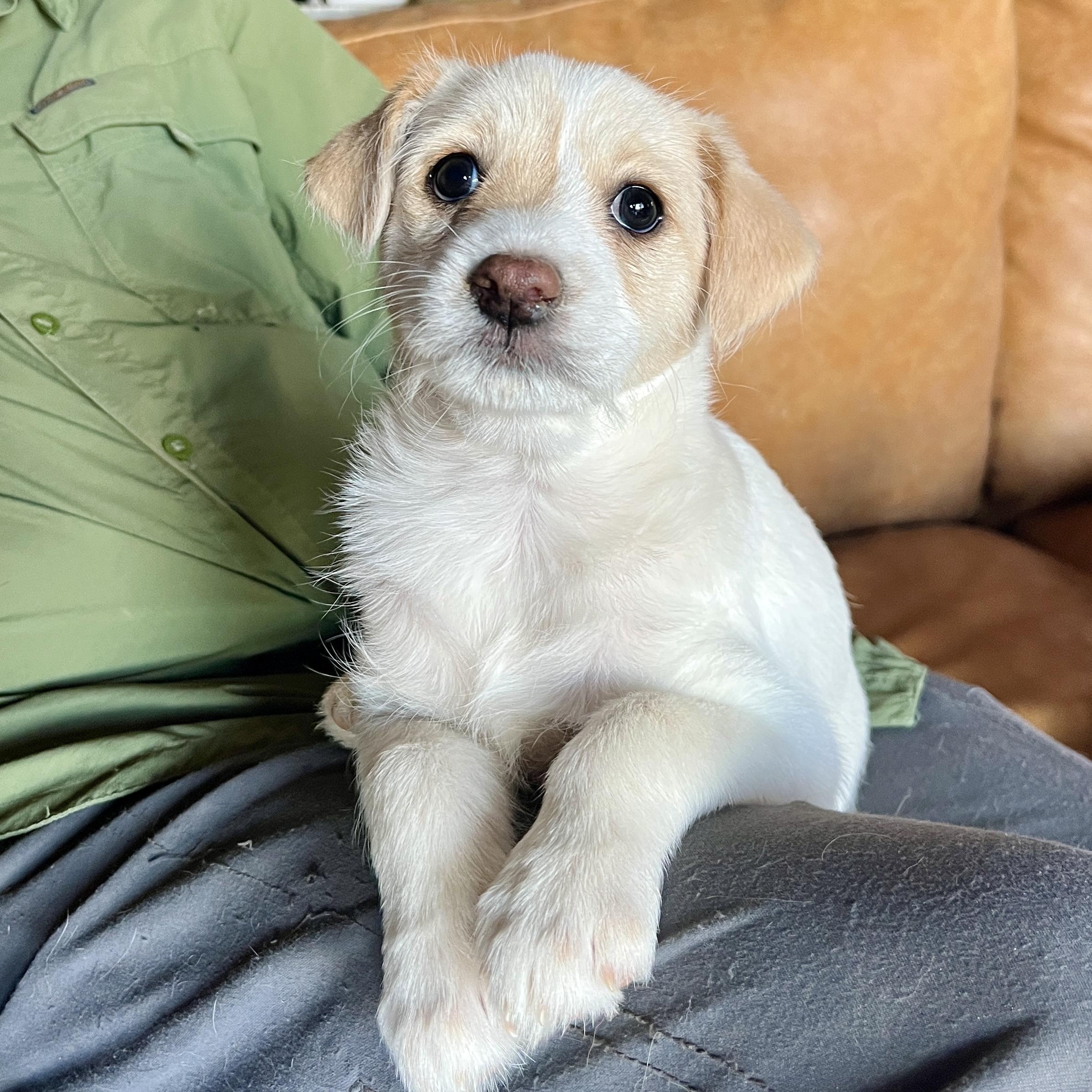 Enlarge Slider, a ADOPTABLE mixed breed in Marfa, TX image 2/4