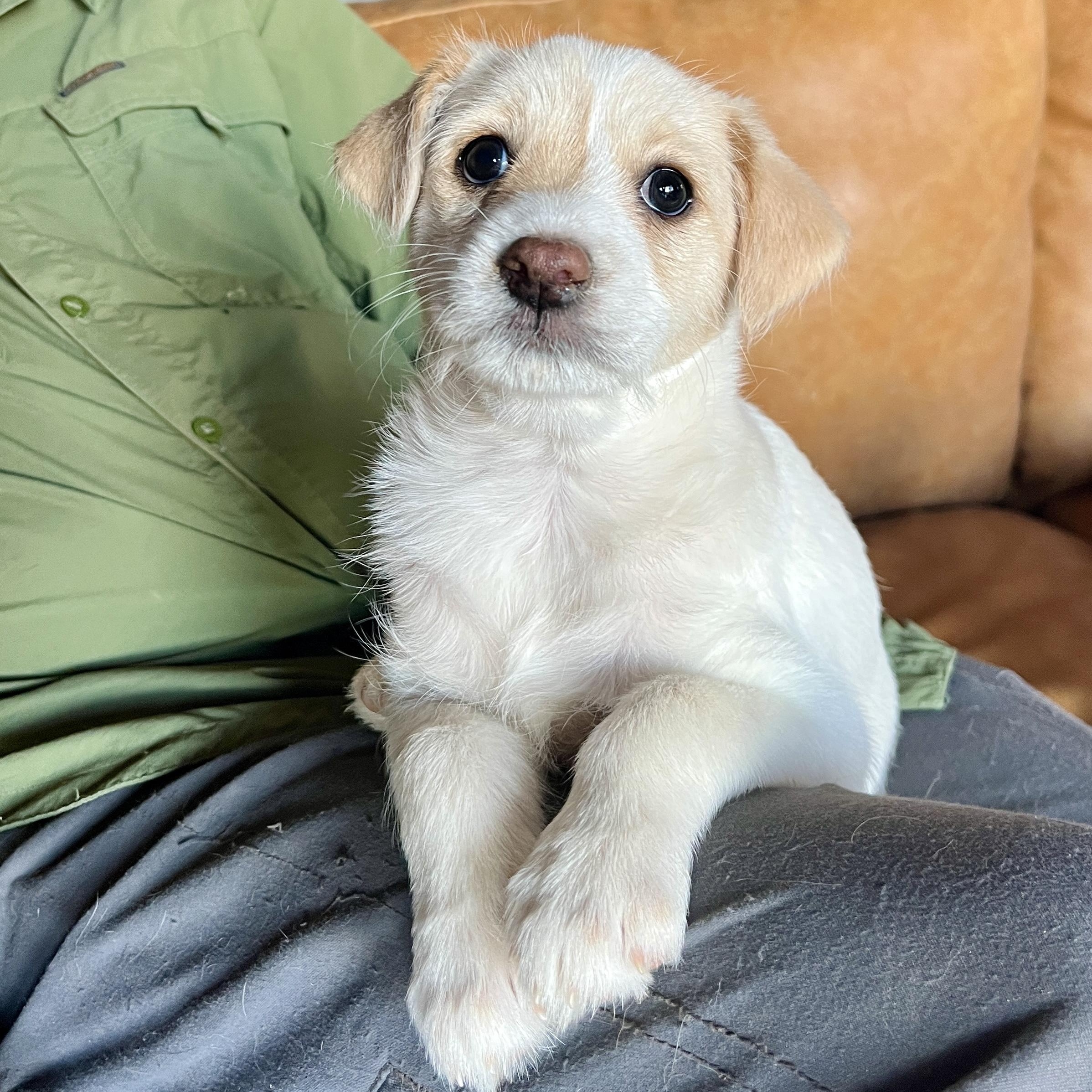 Enlarge Slider, a ADOPTABLE mixed breed in Marfa, TX image 4/4