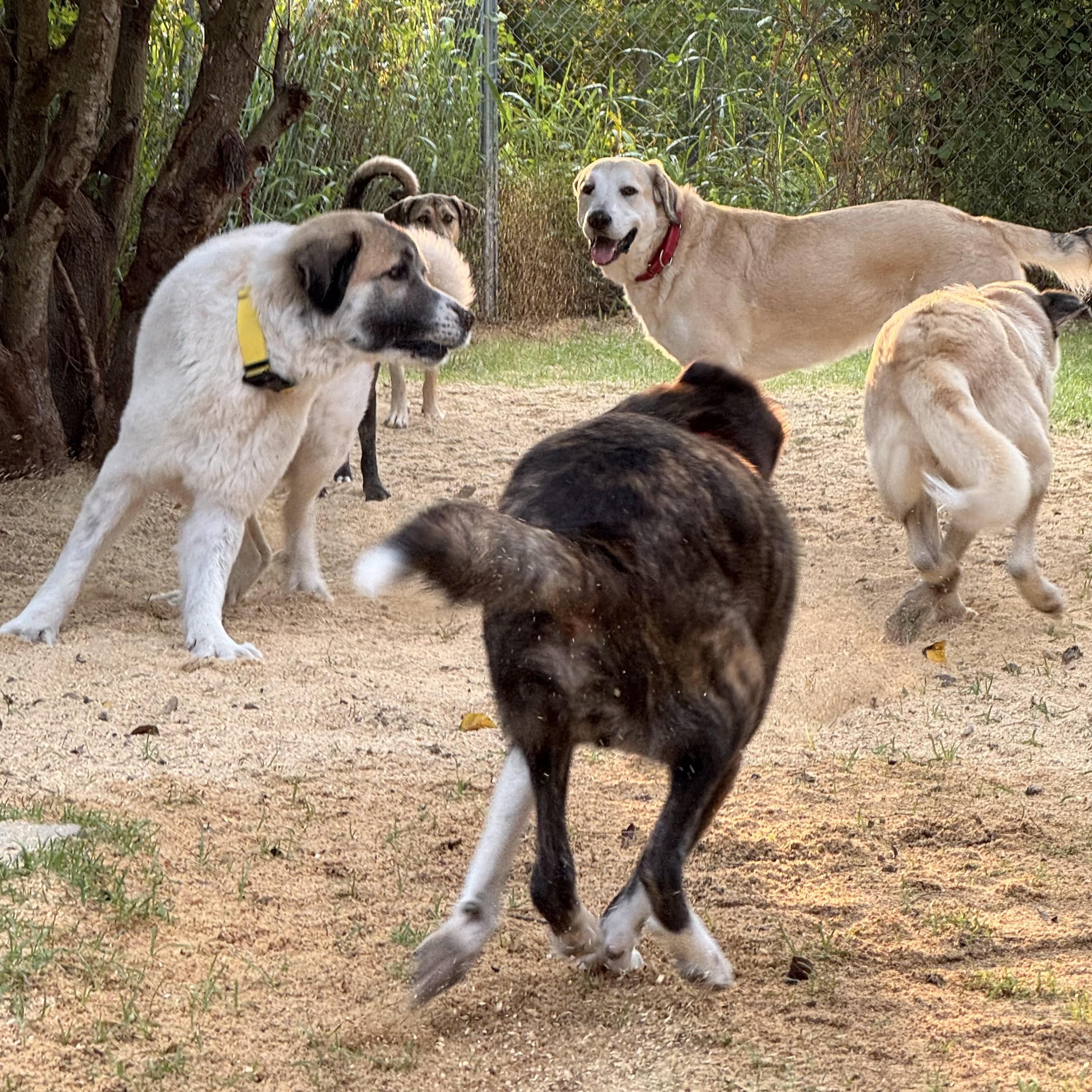 Enlarge CALVIN- HOUSTON TX, a Adopted Great Pyrenees in Alvin, TX image 4/6
