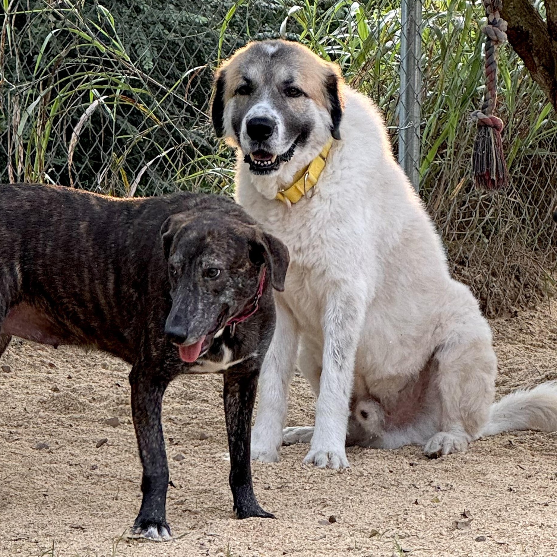 Enlarge CALVIN- HOUSTON TX, a Adopted Great Pyrenees in Alvin, TX image 5/6