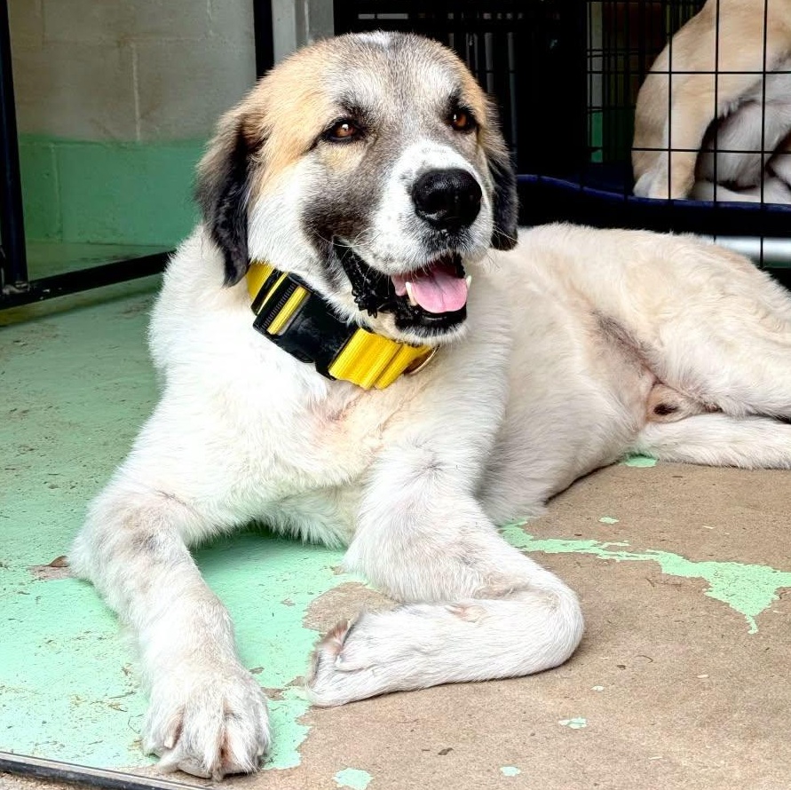 Enlarge CALVIN- HOUSTON TX, a Adopted Great Pyrenees in Alvin, TX image 1/6