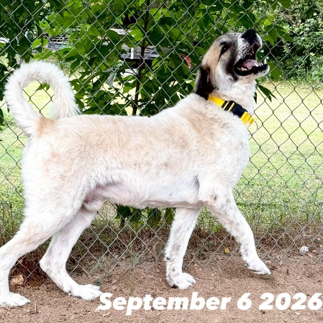 Enlarge CALVIN- HOUSTON TX, a Adopted Great Pyrenees in Alvin, TX image 6/6